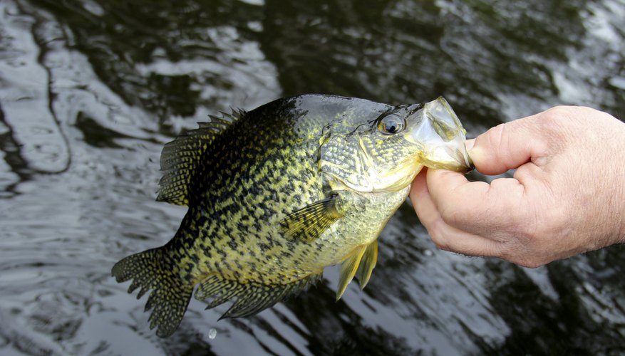 fishing planet crappie on rocky lake