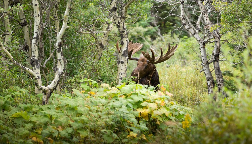 List of Biotic and Abiotic Factors in a Forest Ecosystem | Sciencing