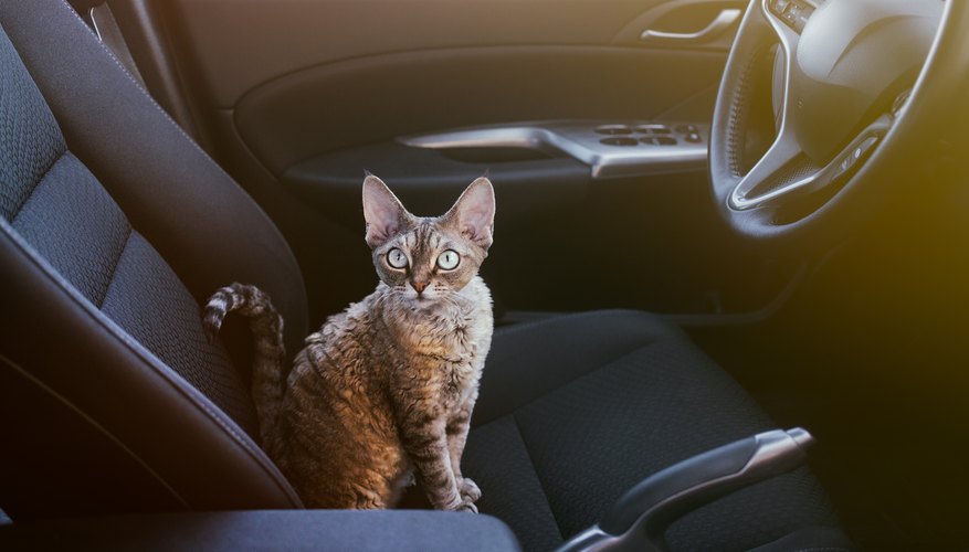 cat car trip