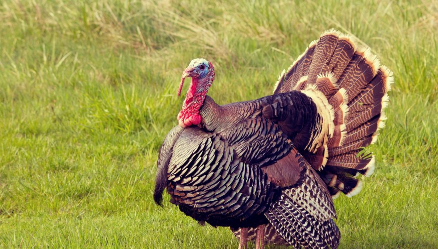 When is Turkey Season in Ohio? 10Best