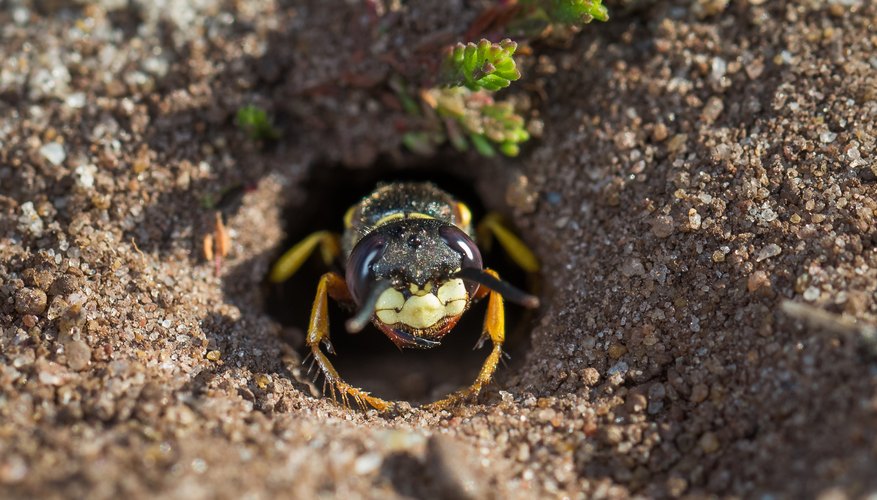 How to Identify Ground Wasps | Sciencing