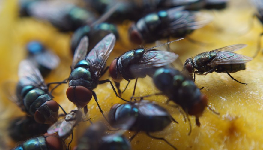 colors-that-attract-black-flies-sciencing