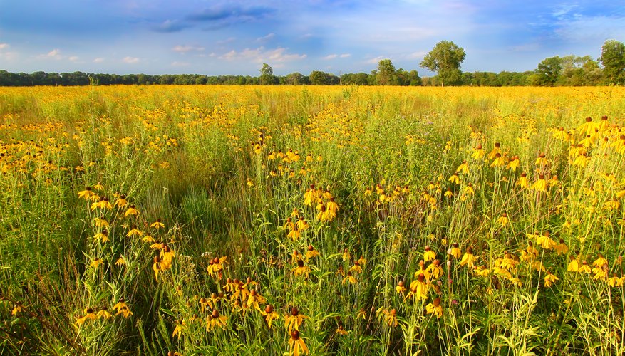 Climate in Temperate Grasslands | Sciencing