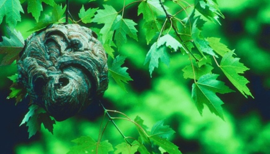 Photo Credit: Jupiterimages/Photos.com/Getty Images Hornets use wood pulp to build their nests in trees.