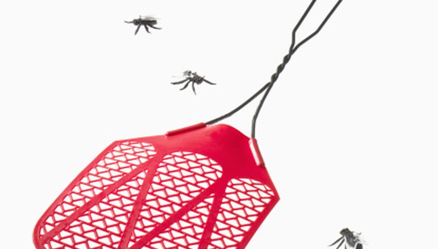 Decrease the fly infestation with a fly swatter. Decrease the fly infestation with a fly swatter.
