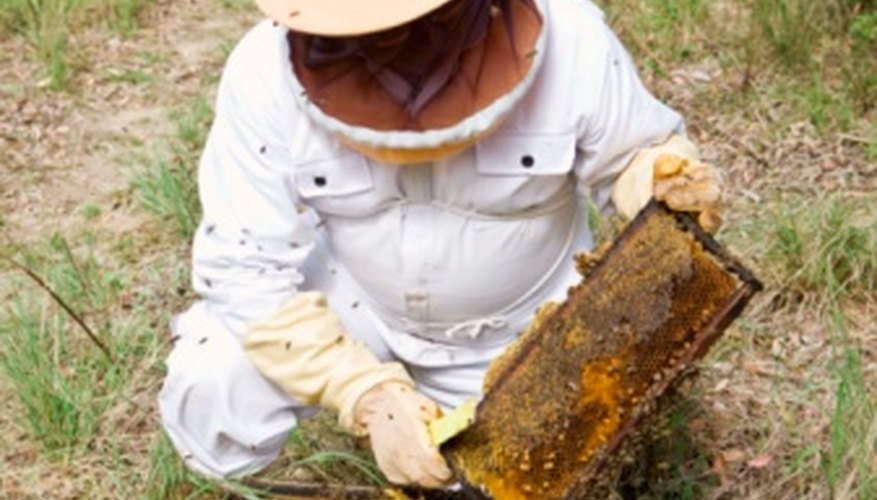 Photo Credit: Jupiterimages/BananaStock/Getty Images The loss of bee colonies is already having an economic impact on humans.