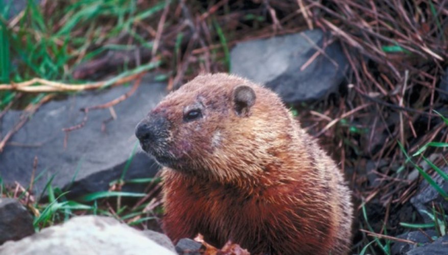 what-do-woodchucks-eat-in-gardens-garden-guides