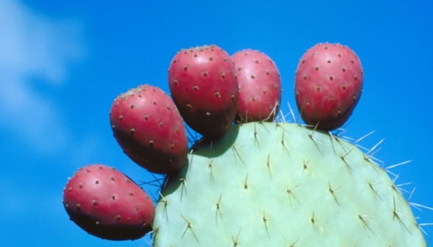 The fruit or The fruit or