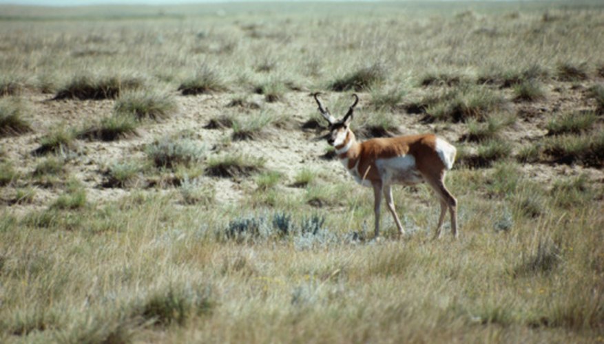 Organisms Found in Temperate Grasslands | Sciencing