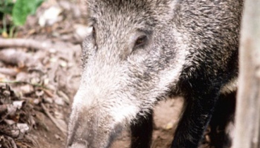 Photo Credit: Jupiterimages/Photos.com/Getty Images Wild boar roam in herds in Russia's forests.