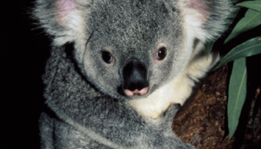 Photo Credit: Hemera Technologies/Photos.com/Getty Images Koalas can differentiate between the various types of eucalyptus trees through their sense of smell.