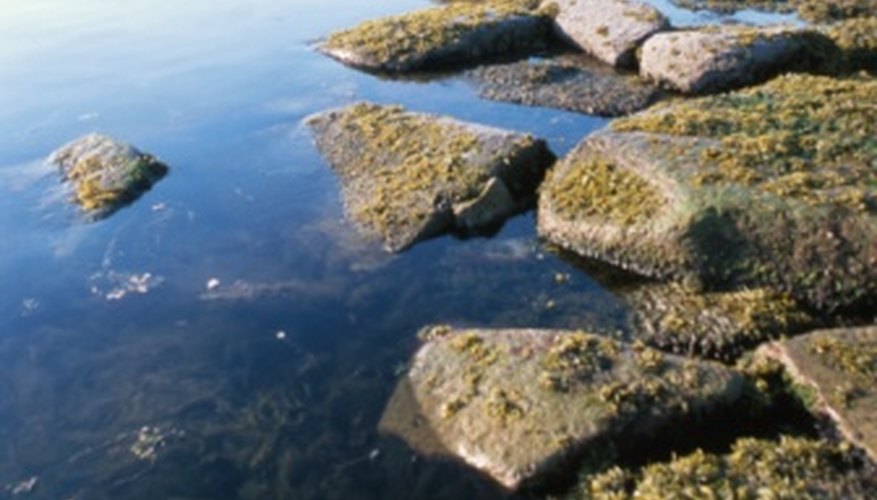 Photo Credit: Hemera Technologies/Photos.com/Getty Images Algae can contribute to water's turbidity.