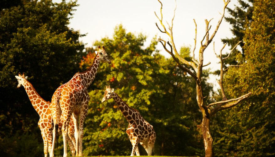 Photo Credit: Thomas Northcut/Lifesize/Getty Images Giraffes are adapted to eat from the tops of trees.