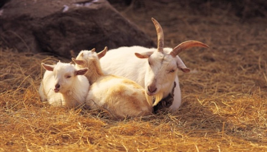 Photo Credit: Photos.com/Photos.com/Getty Images Decay functions are used to model animal populations.