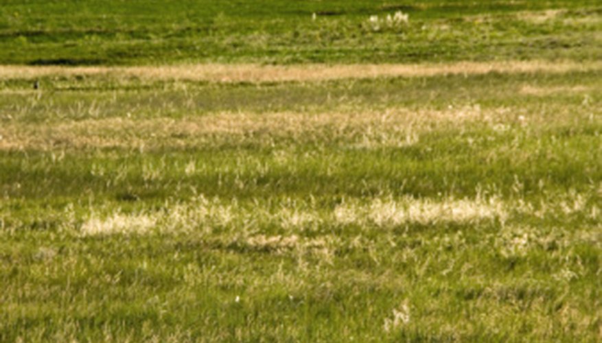 Photo Credit: Jupiterimages/Photos.com/Getty Images Prairies represent one type of terrestrial ecosystem.