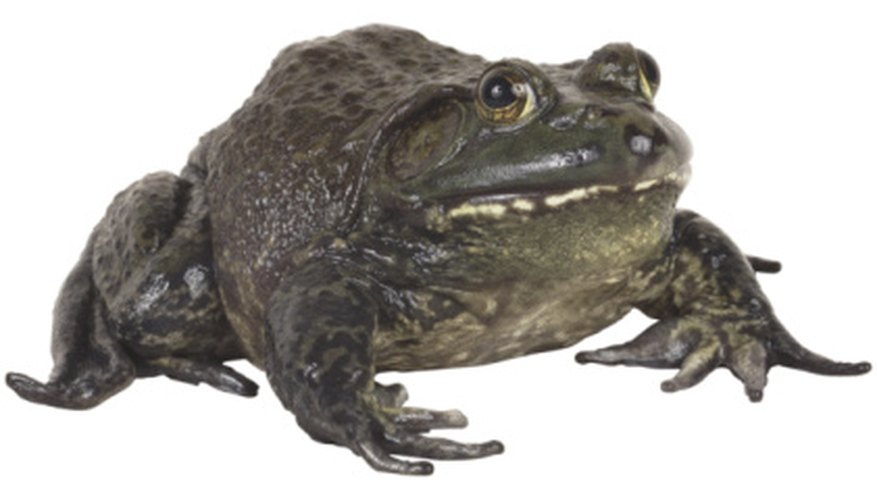 Photo Credit: PhotoObjects.net/PhotoObjects.net/Getty Images Dissect a frog to learn about its internal systems.
