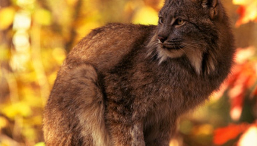 What Eats a Squirrel in the Food Chain? | Sciencing