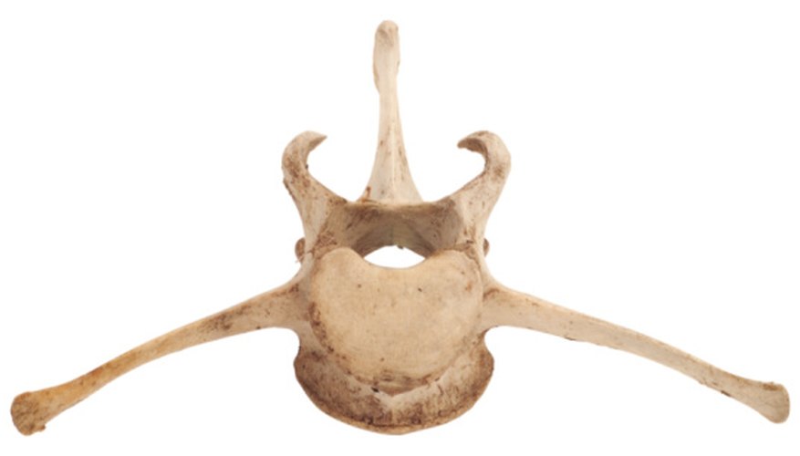 Photo Credit: PhotoObjects.net/PhotoObjects.net/Getty Images Fossils allow for the study of past life.