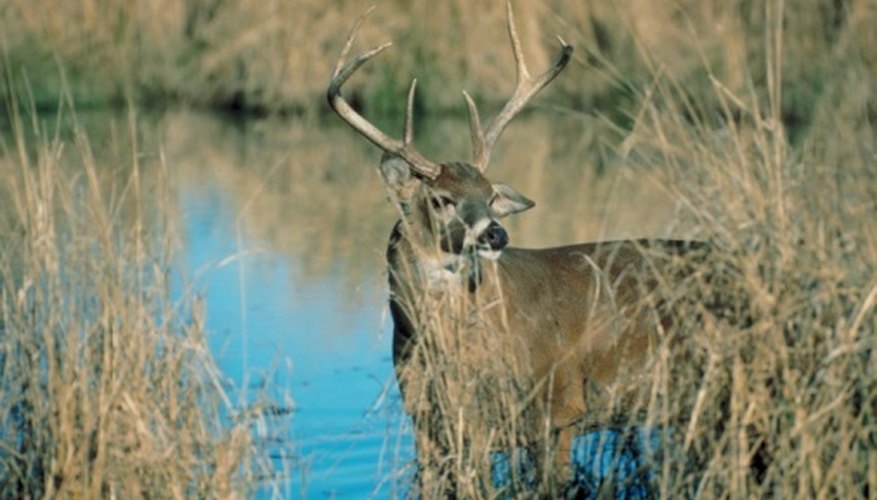 How to Preserve Deer Hides