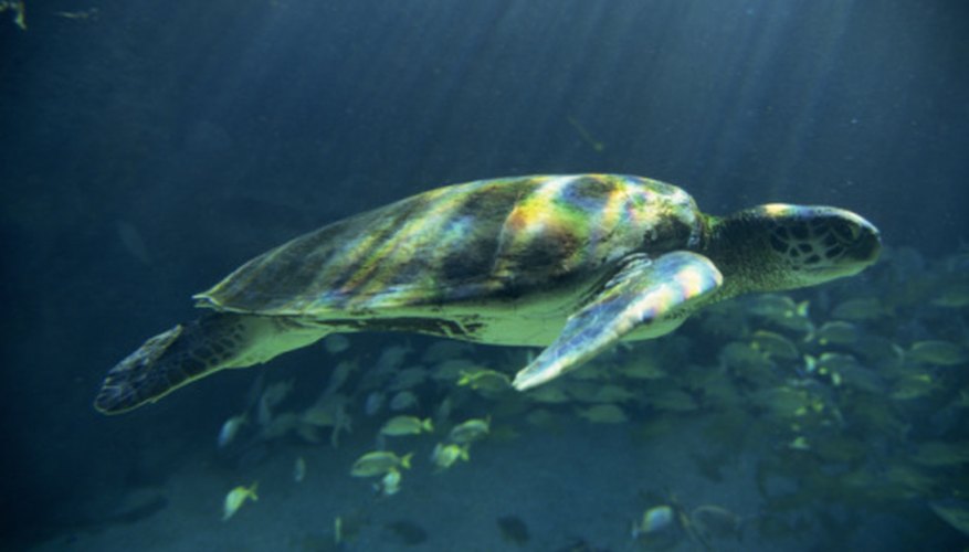Photo Credit: Jupiterimages/Photos.com/Getty Images Green sea turtles are the only vegetarian sea turtle species.