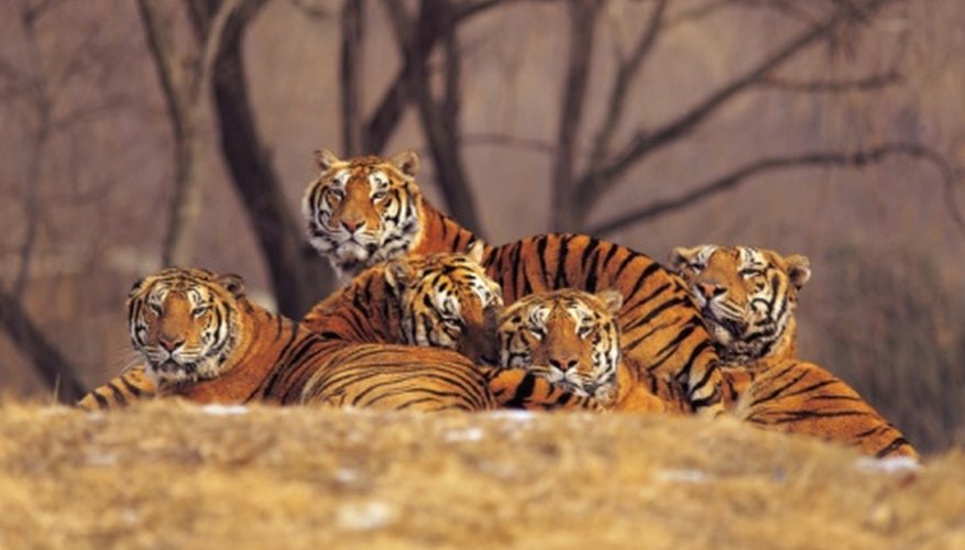 the-average-salary-of-an-exotic-animal-handler-bizfluent