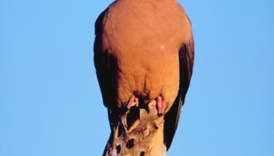 Photo Credit: Jupiterimages/Photos.com/Getty Images Mourning doves are very common birds.