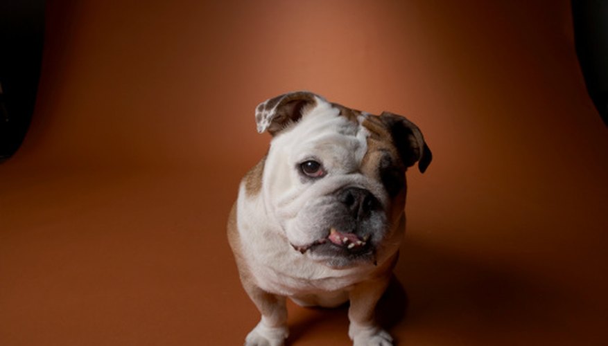 Photo Credit: Chris Amaral/Digital Vision/Getty Images English bulldogs originated from the British Isles.