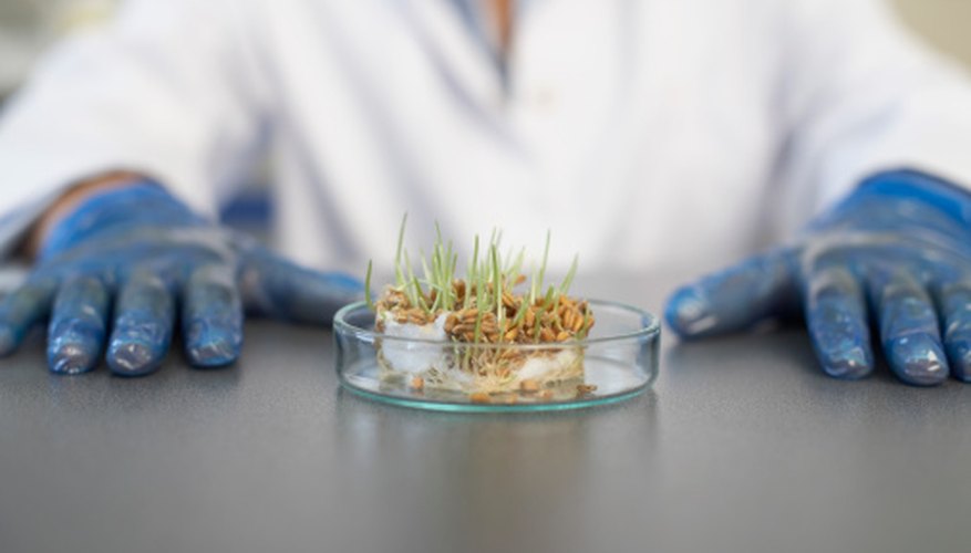 Photo Credit: Thinkstock Images/Comstock/Getty Images GMO experiments are a useful educational tool for science classes.