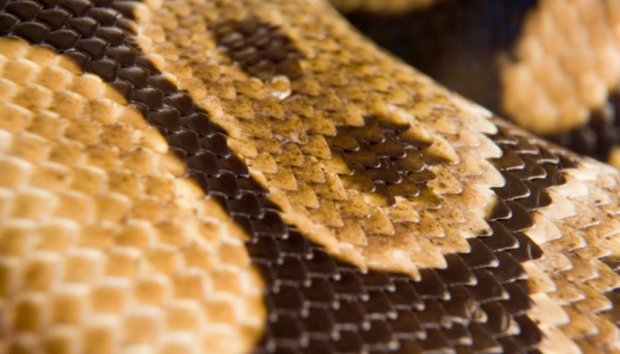 Photo Credit: BananaStock/BananaStock/Getty Images Indiana is home to about 35 snake species