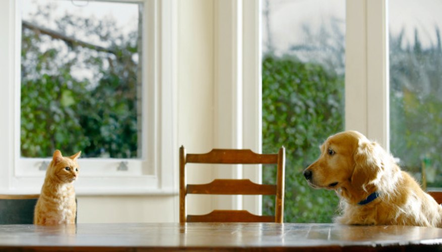 Photo Credit: Janie Airey/Lifesize/Getty Images Dogs can help in working as a squirrel deterrent for farmers and gardeners.