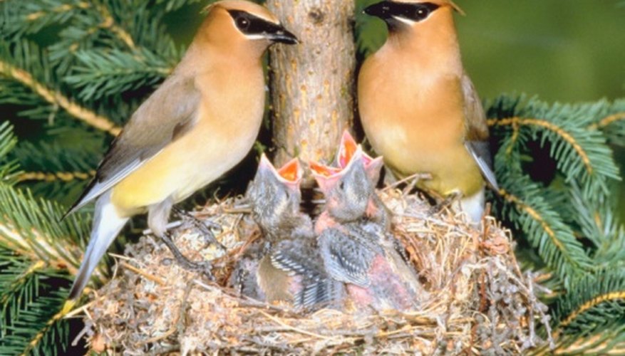Photo Credit: Jupiterimages/Photos.com/Getty Images Waxwings are seed eaters of the coniferous forest.