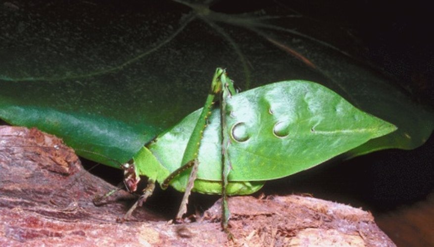 Photo Credit: Jupiterimages/Photos.com/Getty Images A katydid undergoes partial metamorphosis.