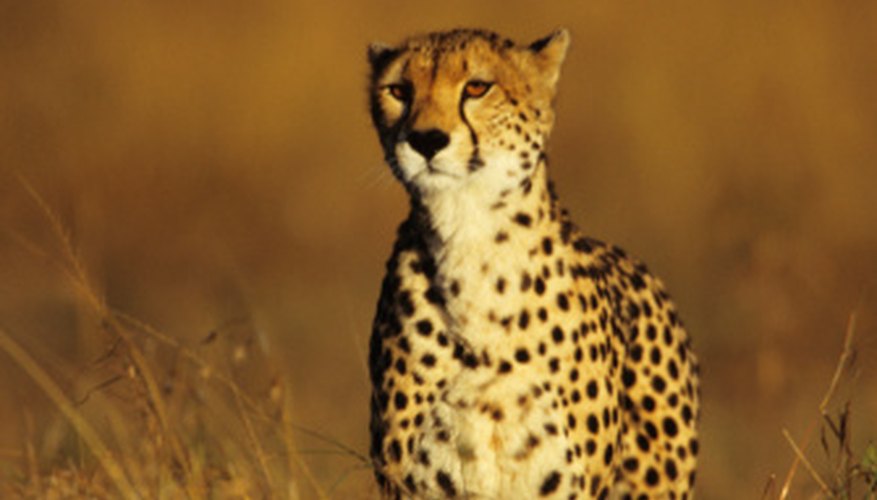 Photo Credit: Tom Brakefield/Stockbyte/Getty Images Cheetahs are largely solitary animals.