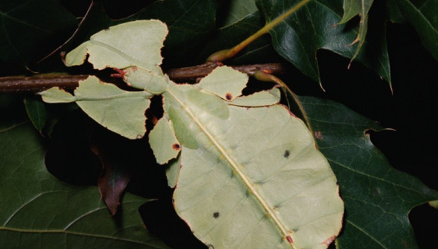 Photo Credit: Jupiterimages/Photos.com/Getty Images You have to look closely to see that this is not a leaf.