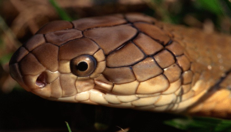 Photo Credit: Jupiterimages/Photos.com/Getty Images All snakes eat some form of meat. They may also be the prey however.