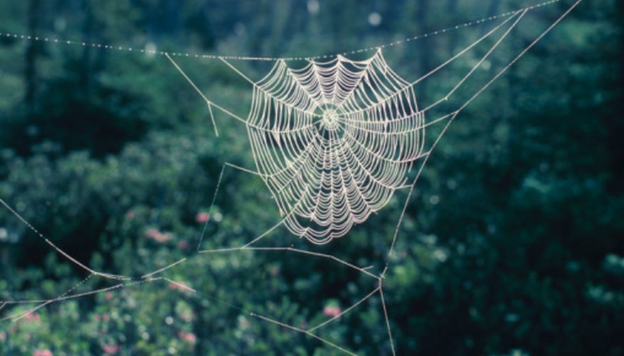Photo Credit: Hemera Technologies/AbleStock.com/Getty Images Depict a spider habitat in a diorama using a shoe box.