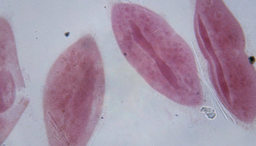 Photo Credit: Duncan Smith/Photodisc/Getty Images The paramecium is a heterotrophic--or animal-like--protist.
