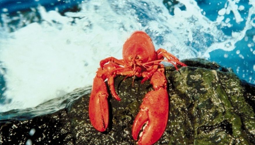 Photo Credit: Jupiterimages/Photos.com/Getty Images Lobster turns red when you cook it but is not red in its natural habitat.