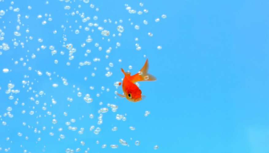 Photo Credit: Yagi Studio/Photodisc/Getty Images Clean water is essential for all organisms on Earth.