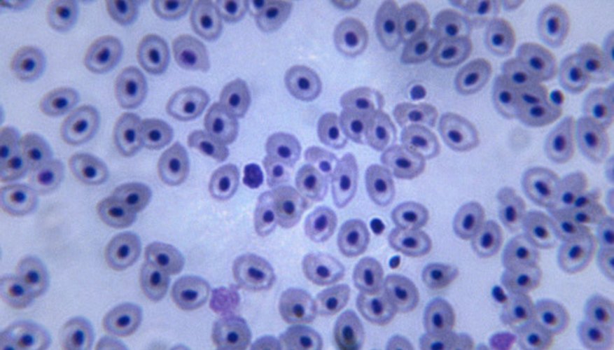 Photo Credit: Duncan Smith/Photodisc/Getty Images This image of fish blood reveals the tiny cells that make up all structures in an organism.