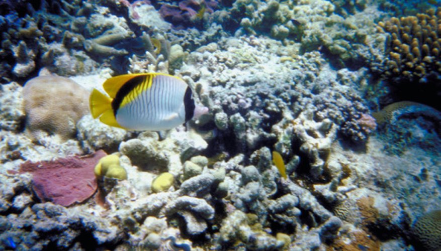 Photo Credit: Jupiterimages/Photos.com/Getty Images Coral reef ecosystems are threatened by overfishing, pollution and global warming.