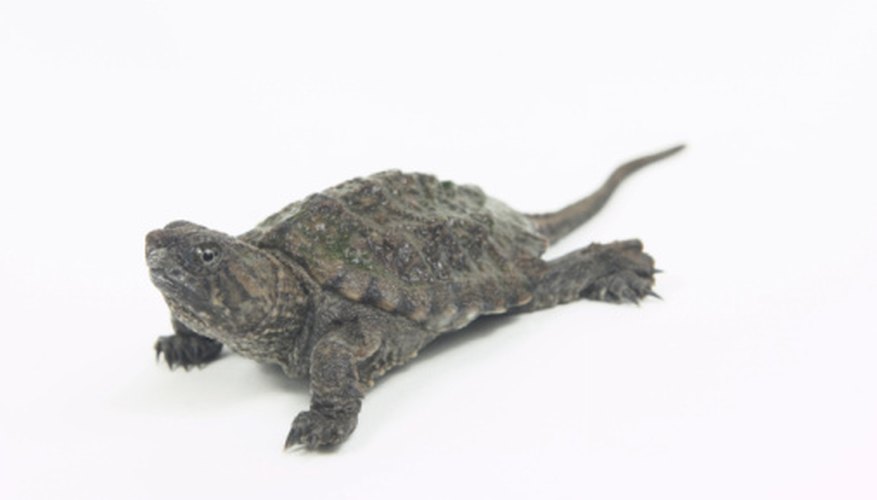 Photo Credit: Hemera Technologies/AbleStock.com/Getty Images Snapping turtles have long necks and strong jaws.