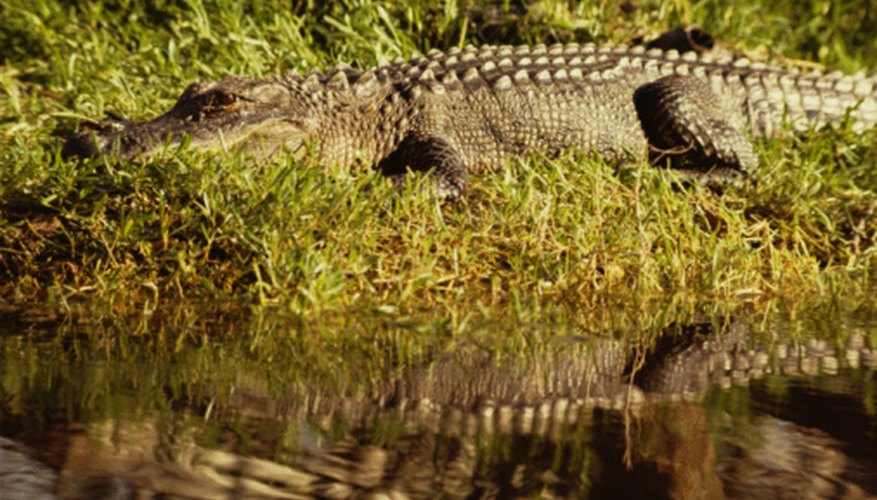 Photo Credit: Jupiterimages/Photos.com/Getty Images A pond offers enough food for several small alligators, or one big alligator.
