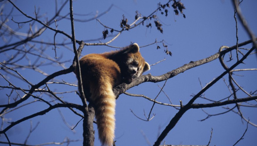 What Are the Red Panda's Adaptations? | Sciencing