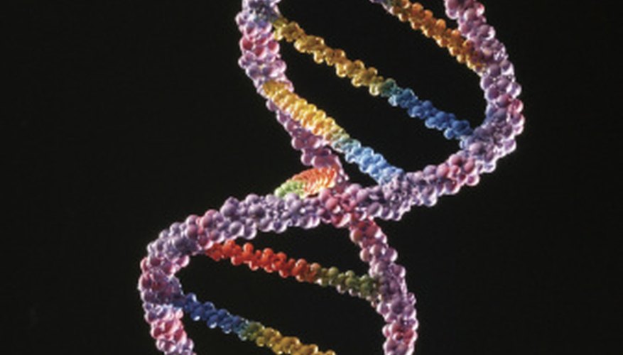 Photo Credit: Comstock/Comstock/Getty Images Nucleotides in DNA pair up to form a double helix.