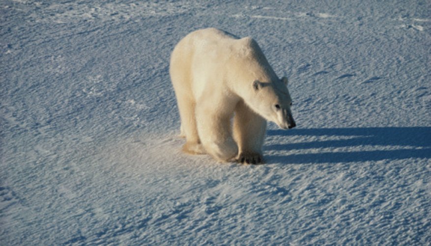 Photo Credit: Jupiterimages/Photos.com/Getty Images Polar bears are among the few animals that live year round in the tundra.