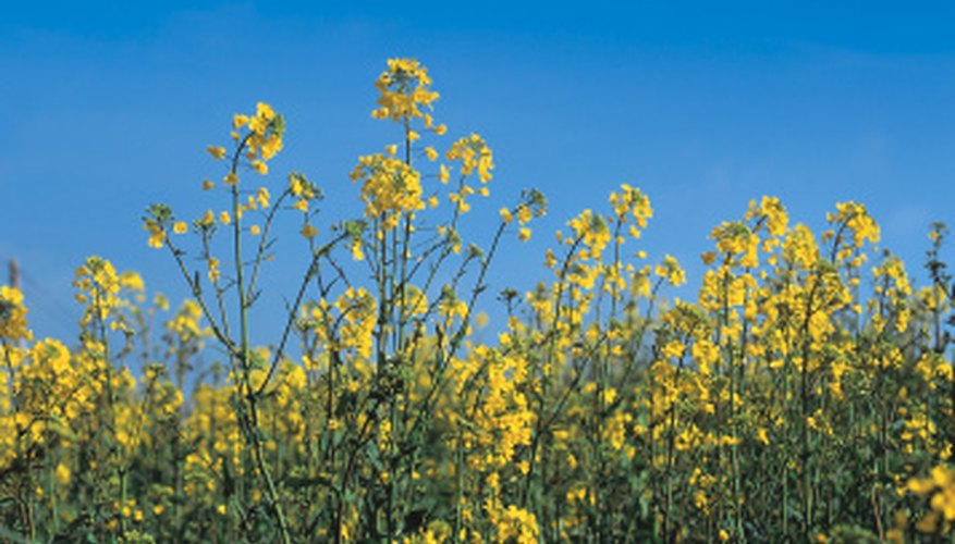 Images Of Weeds With Yellow Flowers