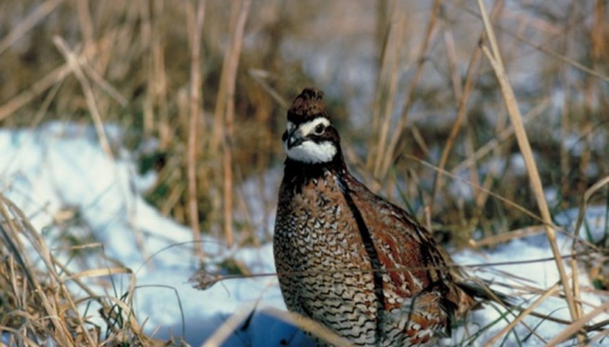 Photo Credit: Jupiterimages/Photos.com/Getty Images Quail mature more quickly than other poultry, making them profitable for breeders.