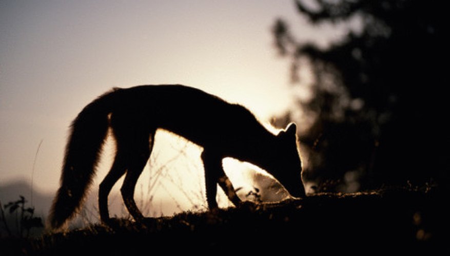 Photo Credit: Jupiterimages/Photos.com/Getty Images Foxes like to hunt alone when it is dark.