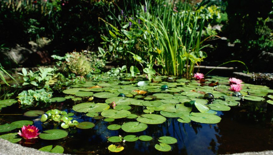 growing plants in dredged up pond muck